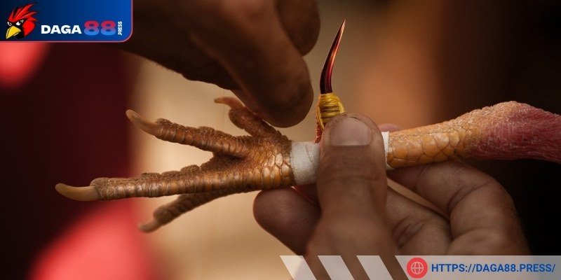 Ảnh hưởng đến tỷ lệ thắng của gà