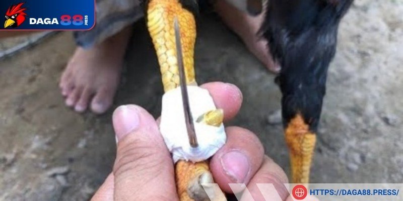 Chọn ra loại cựa gà phù hợp