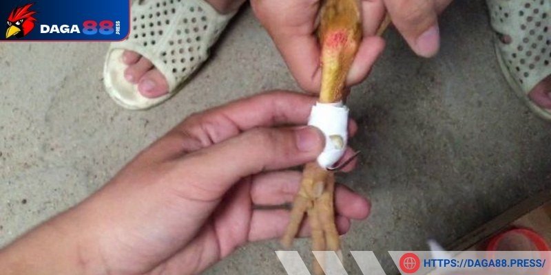 Chuẩn bị chi tiết trước khi băng gà