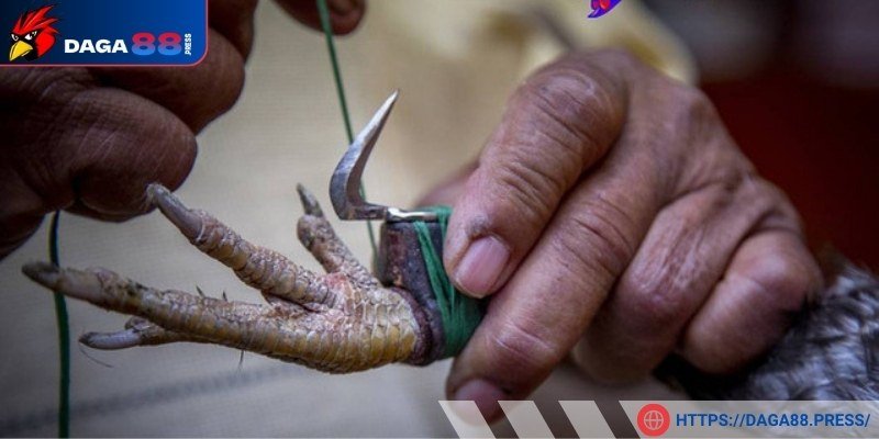 Quy trình về các bước băng cựa gà