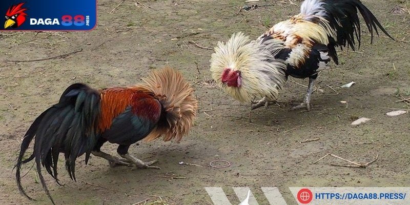 Nuôi gà bằng môi trường sống tốt