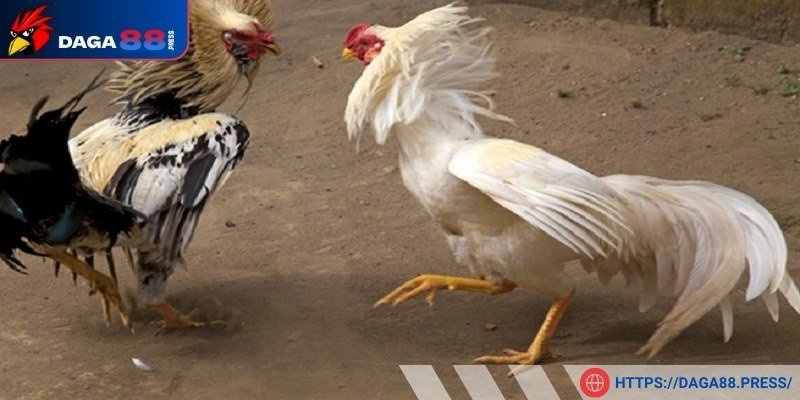 Cách nuôi gà đá bo lớn rất quan trọng