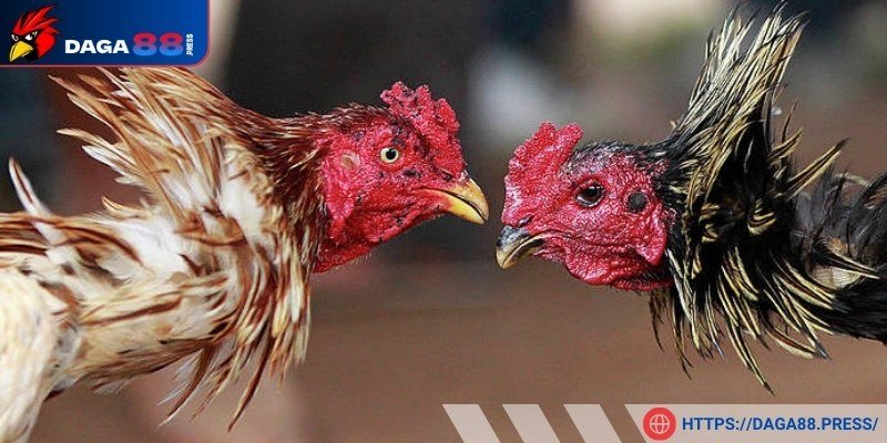 Tạo lịch trình sinh hoạt tốt cho gà