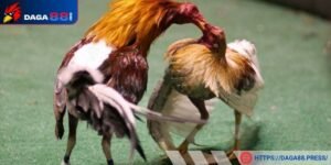 Tập luyện cho gà đá bo đúng cách