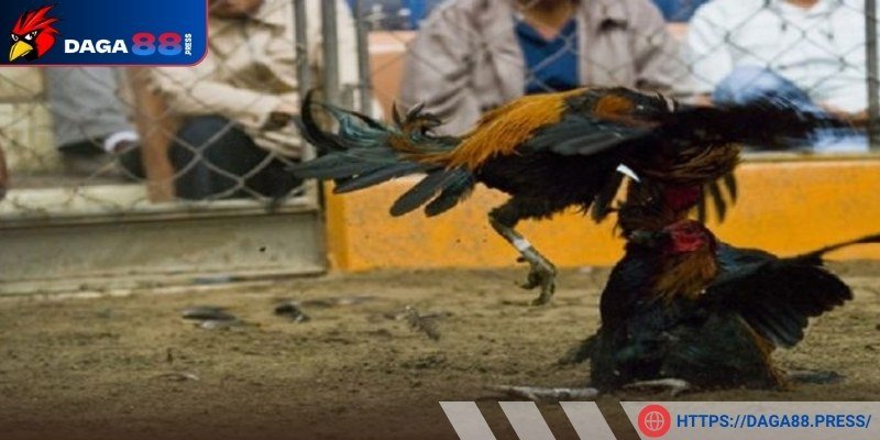 Cách nuôi gà đá cựa sắt có lực giúp giảm chấn thương