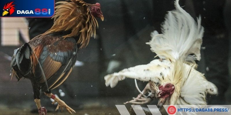 Khả năng ra đòn được tốt hơn