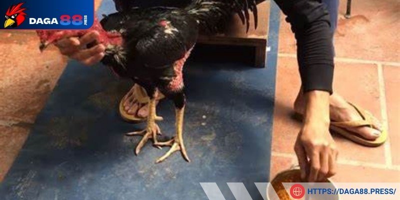 Cố định gà thật kỹ