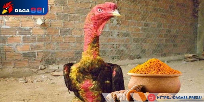 Đảm bảo đủ thời gian cho nghệ ngấm vào gà