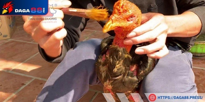Tác dụng của cách vào nghệ cho gà chọi chuẩn
