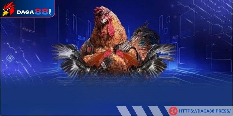 Chiến kê huấn luyện bài bản