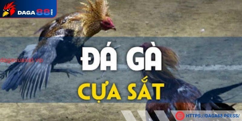 Đá gà cựa sắt thomo được hiểu thế nào?