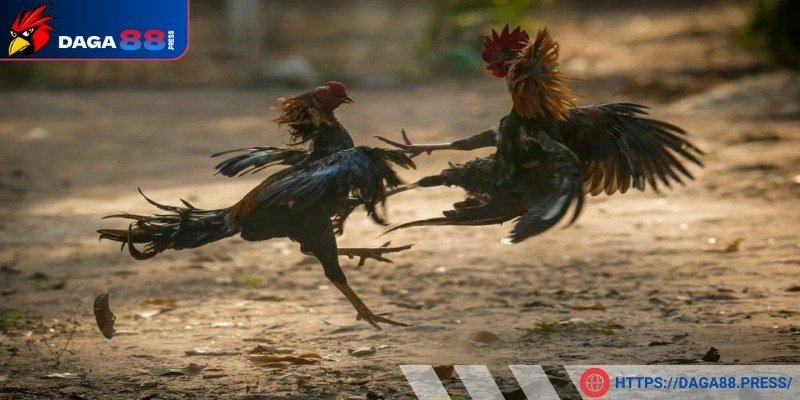 Bình luận trực tiếp đá gà