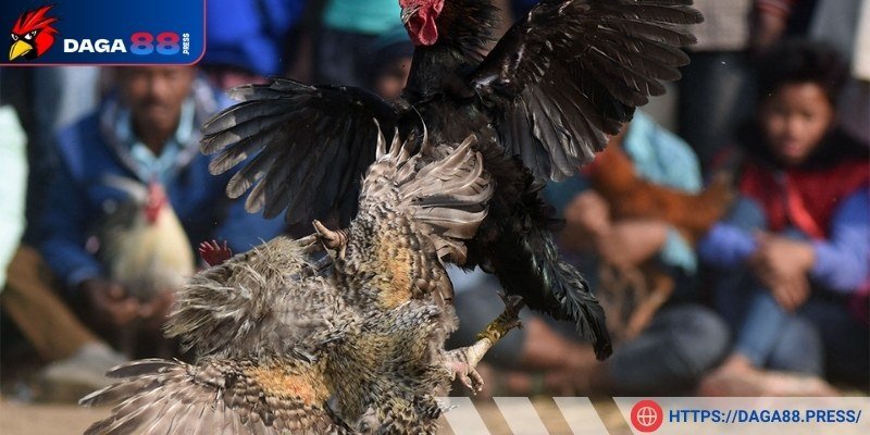 Các trận đấu đá gà mạng được yêu thích