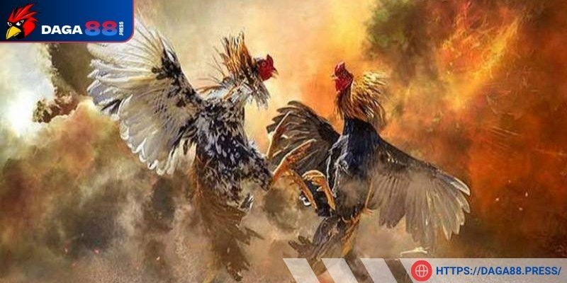 Đá gà có chất lượng phát sóng HD