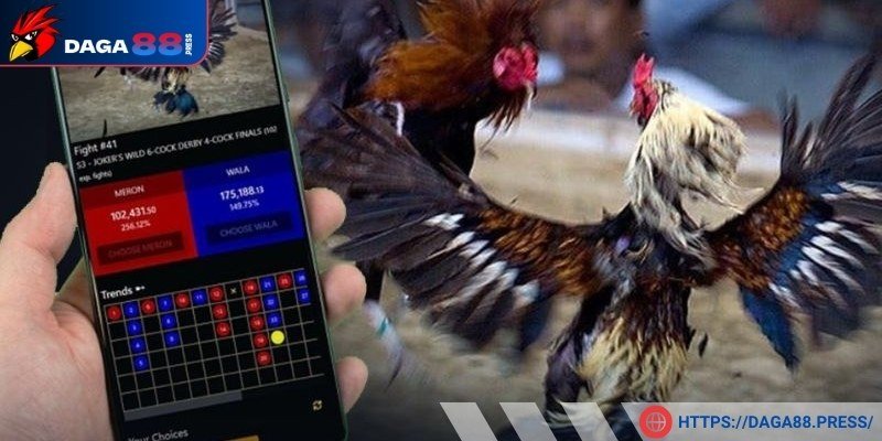 Quan sát kỹ chiến kê trước khi cá cược