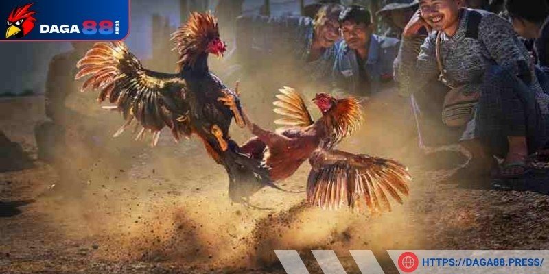 Xem miễn phí trận đấu đá gà