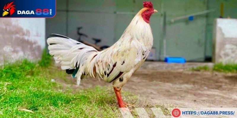 Chọn giờ đẹp cho gà bướm đá