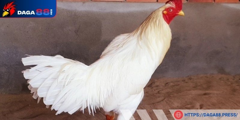 Chọn ngày dựa theo ngũ hành