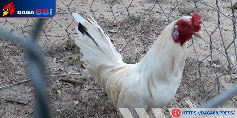 Xem gà bướm đá ngày nào tốt giúp đảm bảo cho tinh thần chiến kê