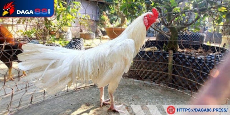 Một số yếu tố ngày đẹp khác theo dân gian