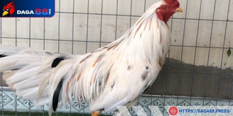 Tăng thêm cơ hội thắng trong trận đấu chọi gà