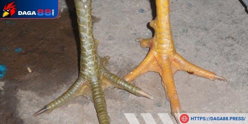 Đặc điểm của cán chân