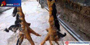 Chi tiết về vảy gà