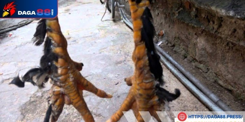 Chi tiết về vảy gà