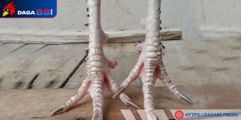 May hay xui ở gà chân lông vảy loạn