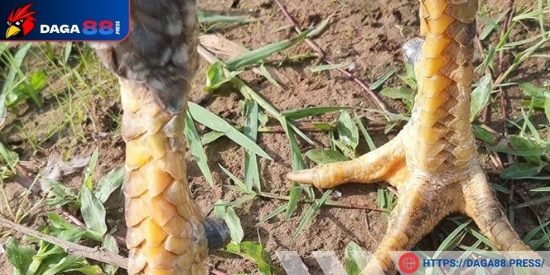 Một số dấu hiệu khác ở gà chân lông vảy loạn