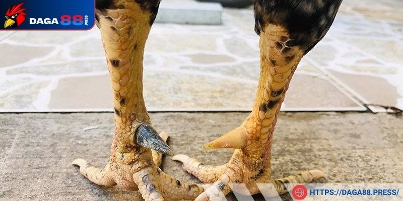 Tìm hiểu gà cựa Nhật Nguyệt