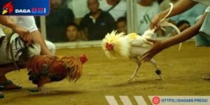 Chăm sóc gà đá kỹ lưỡng