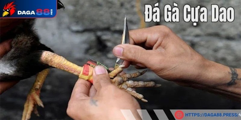 Gà đá cựa dao là hình thức gì?