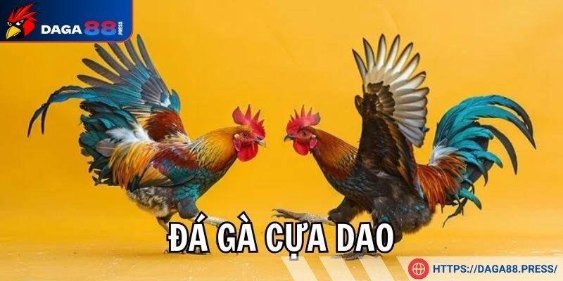 Loại chiến kê nào phù hợp với gà đá cựa dao?