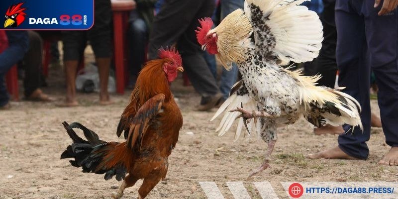 Rèn luyện thể lực, kỹ năng đấu cho kê