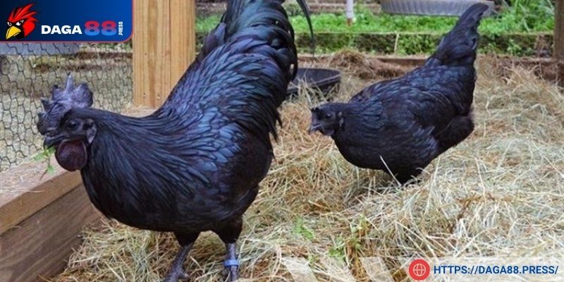 Chúng luôn có sức khỏe tốt