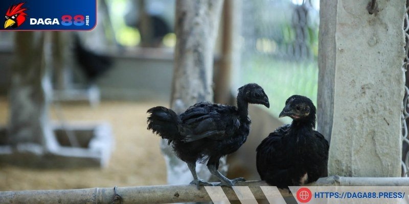 Liệu giống này có phù hợp đá gà không