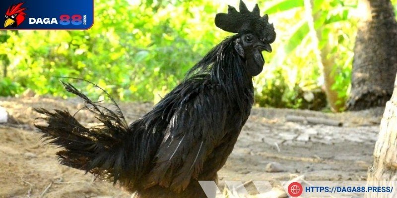 Loài này có giá trị vô cùng cao