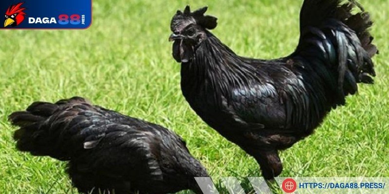 Ngoại hình của gà đen Indonesia