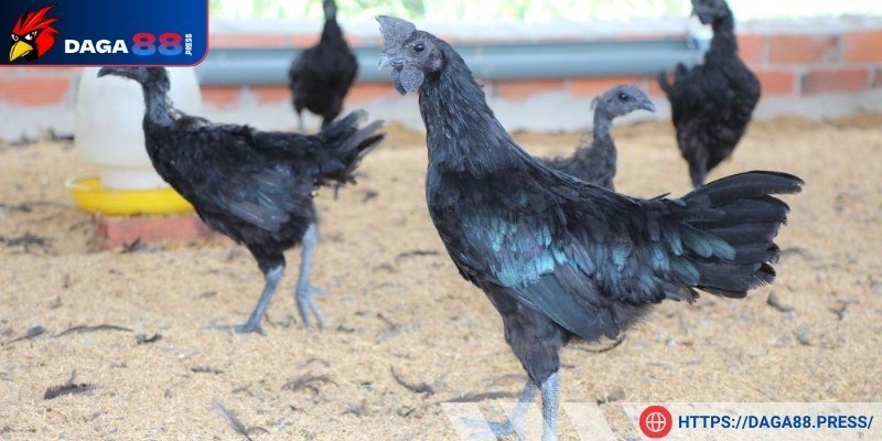 Tìm hiểu giống gà đen Indonesia
