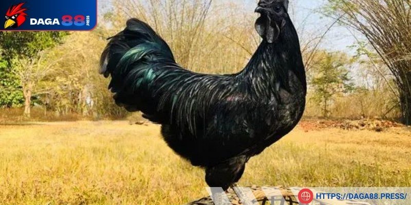 Tính cách gà luôn hiếu chiến