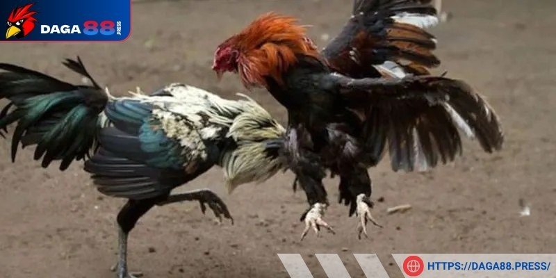 Gà xanh trích đá thomo có lối đá linh hoạt