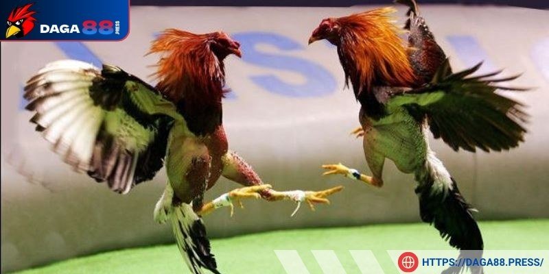 Điểm qua những trận đấu đỉnh cao của loài này