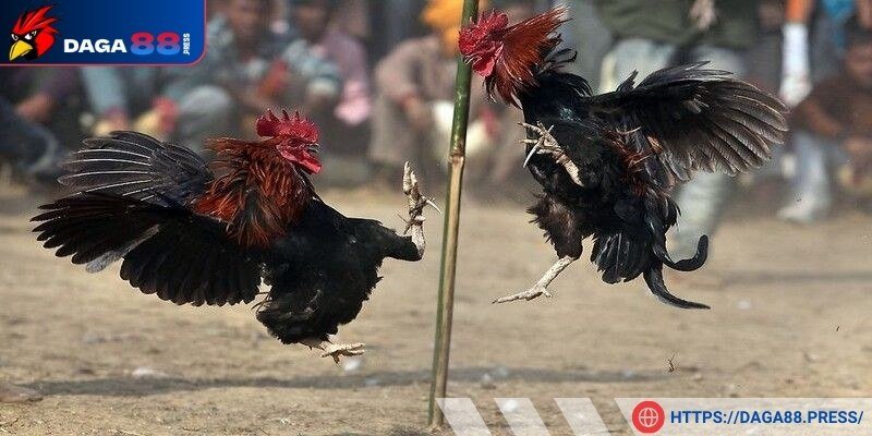 Dòng gà này có thể lực vượt trội