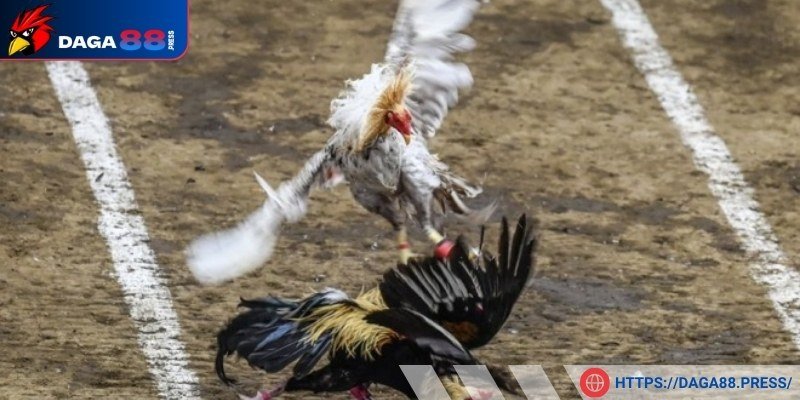 Giới thiệu dòng gà xanh trích đá thomo