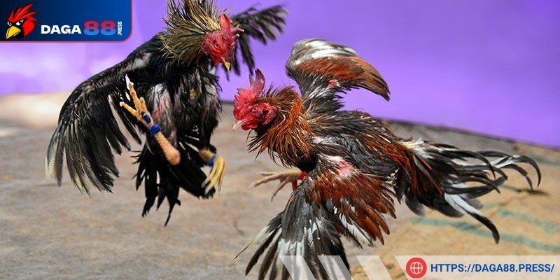 Tổng hợp kỷ lục khủng của trận đá gà