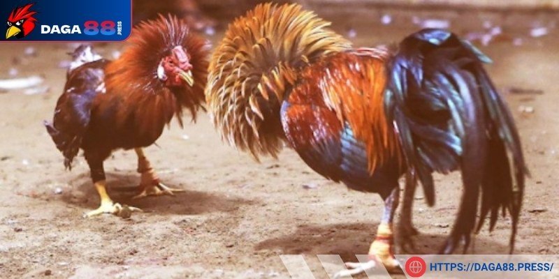 Nhập cuộc căng thẳng của trận đá gà 24 tỷ