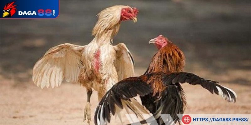 Quản lý vốn cá cược khi đá gà