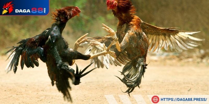 Tỷ lệ kèo minh bạch