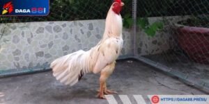 Xem gà bướm đá ngày nào tốt rủi giảm vận rủi